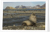Antarctic Fur Seal at Haul-out by Anonymous