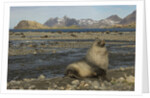 Antarctic Fur Seal at Haul-out by Anonymous