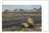 Antarctic Fur Seal at Haul-out by Anonymous