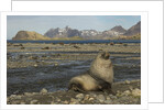 Antarctic Fur Seal at Haul-out by Anonymous
