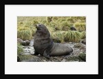 Antarctic Fur Seal at Haul-out by Anonymous
