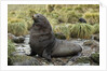 Antarctic Fur Seal at Haul-out by Anonymous