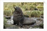 Antarctic Fur Seal at Haul-out by Anonymous