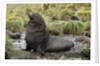 Antarctic Fur Seal at Haul-out by Anonymous