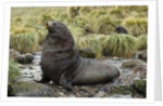 Antarctic Fur Seal at Haul-out by Anonymous