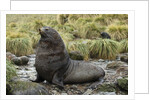Antarctic Fur Seal at Haul-out by Anonymous