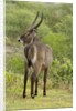 Common Waterbuck Grazing by Anonymous