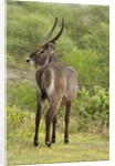 Common Waterbuck Grazing by Anonymous