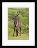 Common Waterbuck Grazing by Anonymous