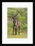 Common Waterbuck Grazing by Anonymous