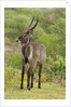 Common Waterbuck Grazing by Anonymous