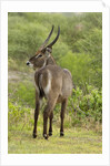 Common Waterbuck Grazing by Anonymous