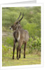 Common Waterbuck Grazing by Anonymous