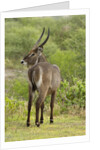 Common Waterbuck Grazing by Anonymous