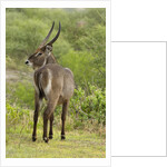 Common Waterbuck Grazing by Anonymous