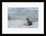 Crabeater Seal on Ice by Anonymous