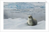 Crabeater Seal on Ice by Anonymous