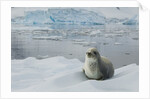 Crabeater Seal on Ice by Anonymous