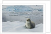 Crabeater Seal on Ice by Anonymous