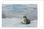 Crabeater Seal on Ice by Anonymous