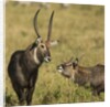 Defassa Waterbuck Pair by Anonymous