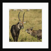 Defassa Waterbuck Pair by Anonymous