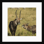 Defassa Waterbuck Pair by Anonymous