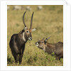 Defassa Waterbuck Pair by Anonymous