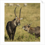 Defassa Waterbuck Pair by Anonymous