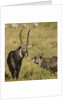 Defassa Waterbuck Pair by Anonymous