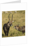 Defassa Waterbuck Pair by Anonymous