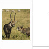 Defassa Waterbuck Pair by Anonymous