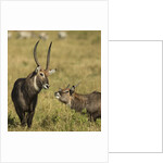 Defassa Waterbuck Pair by Anonymous