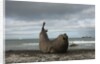 Southern Elephant Seal by Anonymous