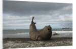 Southern Elephant Seal by Anonymous