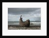 Southern Elephant Seal by Anonymous