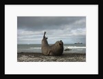 Southern Elephant Seal by Anonymous