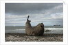 Southern Elephant Seal by Anonymous