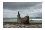 Southern Elephant Seal by Anonymous