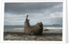 Southern Elephant Seal by Anonymous