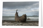 Southern Elephant Seal by Anonymous