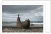 Southern Elephant Seal by Anonymous
