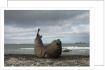 Southern Elephant Seal by Anonymous