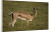 Grant's Gazelle Heart-shaped Horns by Anonymous