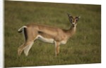 Grant's Gazelle Heart-shaped Horns by Anonymous