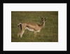 Grant's Gazelle Heart-shaped Horns by Anonymous
