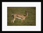 Grant's Gazelle Heart-shaped Horns by Anonymous