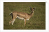 Grant's Gazelle Heart-shaped Horns by Anonymous