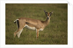 Grant's Gazelle Heart-shaped Horns by Anonymous