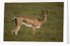 Grant's Gazelle Heart-shaped Horns by Anonymous